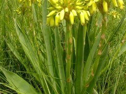 Aloe kraussii